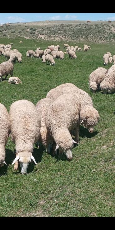 Бараны, овцы: Продаю | Овца (самка), Ягненок, Баран (самец) | Меринос | На забой, Для разведения, Для шерсти