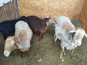 продам козу: Продаю | Овца (самка), Ягненок | Гиссарская | На забой, Для разведения | Матка, Ягнившаяся