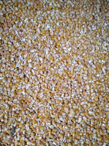 пшеница на корм: Жугору кукуруза продаю