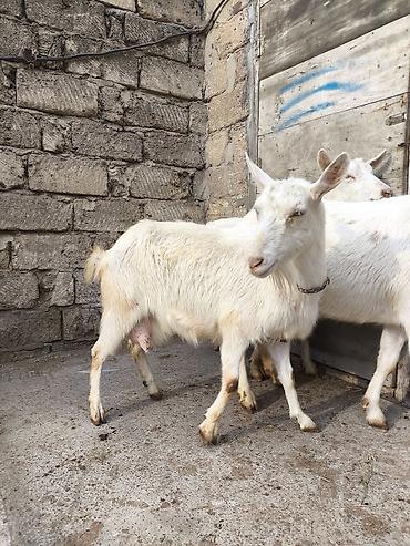 Keçilər, çəpişlər: Təmiz orginal 3 dənə Sani satılır ikisi balalıdı hərəsin bir balası — 3