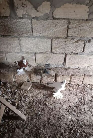 pulsuz heyvanlar verilir: Erkek maya quşlardı cütü 45m lalafo.az -da pulsuz heyvanlar verilir: Erkek maya quşlardı cütü 45m