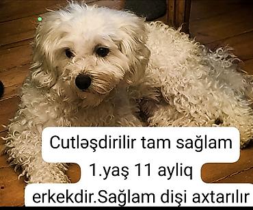 İtlər: 1 il, Erkək, Cütləşmə üçün — 1