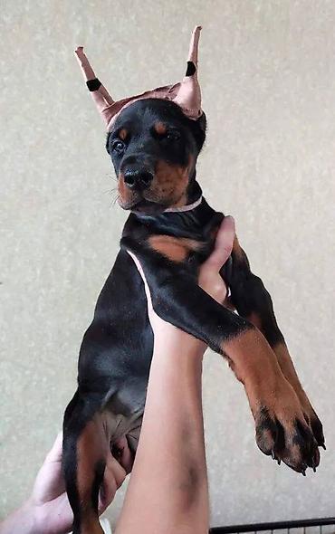 itler: Doberman, 2 ay, Erkək, Sənədli, Pulsuz çatdırılma — 6