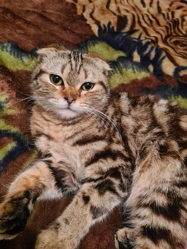 сиамская длинношерстная кошка: Продаём кошечку! возраст 7 месяцев очень ласковая,любит