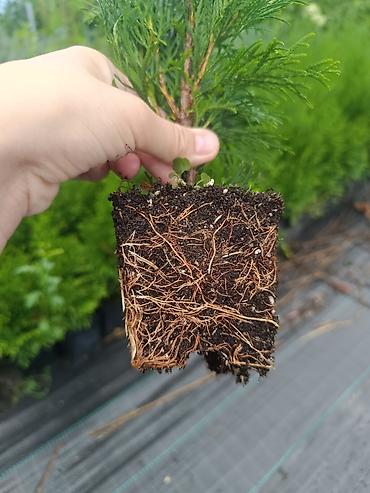 фикус тинеке: В продаже туя Смарагд 20-30 см 🌿 Здоровые, крепкие растения с — 3