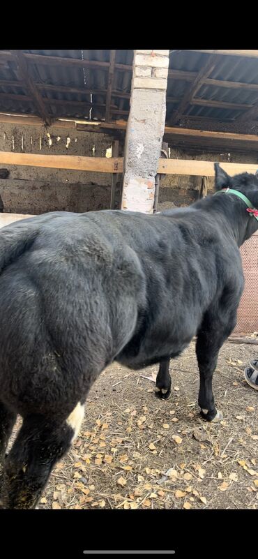 дом для животных: Сатам | Кунаажын | Бельгия | Көбөйтүү үчүн