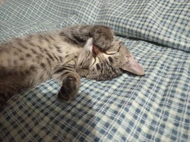дом для кошек: Кошка даром: Беспородная, 3 месяца, Девочка