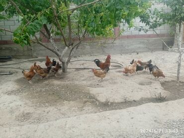 курица цыплятами: Продаю | Куры | Домашняя | Несушки