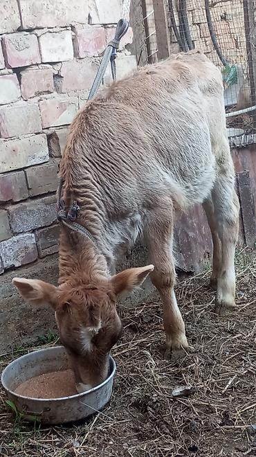 Коровы, быки: Продаю | Тёлка — 7