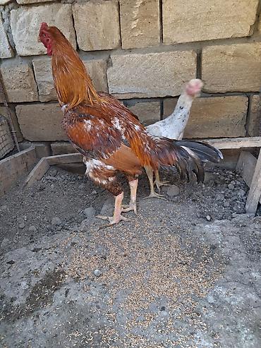 xoruz heyratı: Salam xoruz tek satilir sonu 60azn qani Turk Patel real alicilar — 2