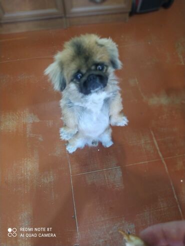 İtlər: Pekines, 2 il, Erkek, Peyvəndli, Ünvandan götürmə
