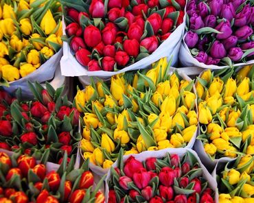 купить луковицы тюльпанов оптом из голландии: Семена и саженцы Тюльпанов, Самовывоз