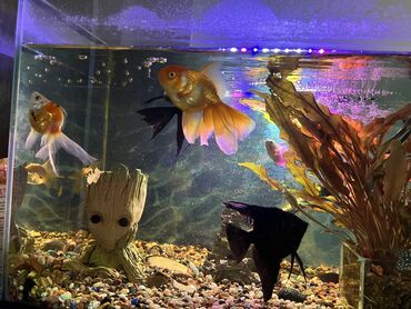 лампы для аквариума: Продаю АКВАРИУМ вместе с рыбками (12штук мирные) и оформлением. на
