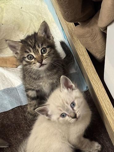 отдам даром котенка бишкек: Отдам котят в добрые руки — 3