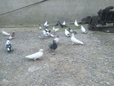 Göyərçinlər: Məhsul: Güvənçinlər (xüsusi uçuş və rəng çeşidləri) Təsvir: - — 21