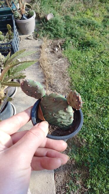 Kaktus: Kaktusi – više vrsta (Opuntia i Mammillaria) - Opuntia (indijske — 10
