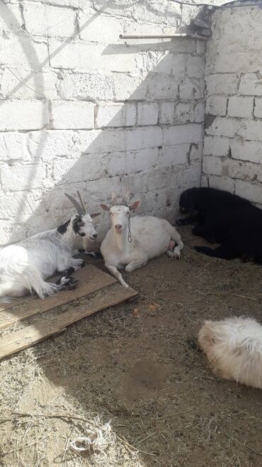 3 baş keçi 2 si dişi 1 i ərkək cinsi sanen