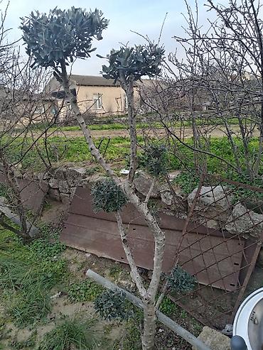 banan agaci: Zeytun ağacı – dekorativ formaya salınmış, çoxillik həmişəyaşıl növ — 2