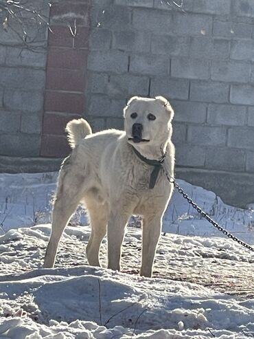 Продажа собак: Алабай, 1 год, Самец, С родословной