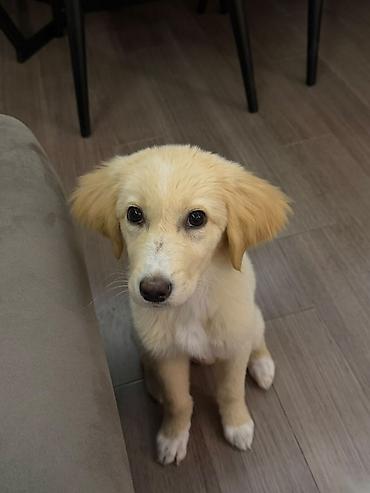 golden retriever satılır: Retriever, 5 ay, Dişi, Peyvəndli — 4