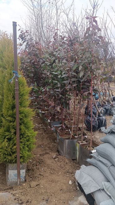 Şitillər: Torf gubresinn satisi ve dekarativ agaclarin satsi qazon torf torpaq -da lalafo.az — 10 Şitillər: Torf gubresinn satisi ve dekarativ agaclarin satsi qazon torf torpaq — 10