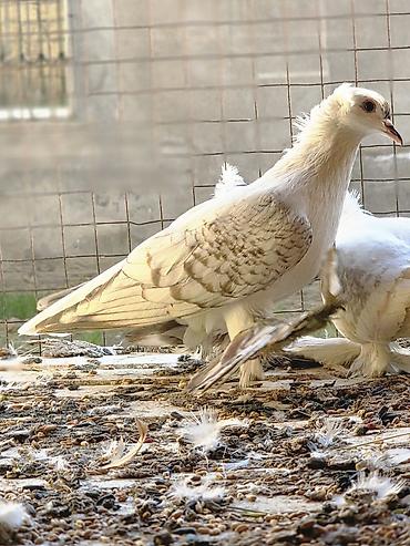 goyercin uzuyu: Çayka Bir cütü 198azn baxa bilmirəm deyə satıram 270almışam — 6