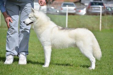 Psi: Dostupan muzjak sibirskog haskija za uzgoj ili kao ljubimac: Unreal — 6