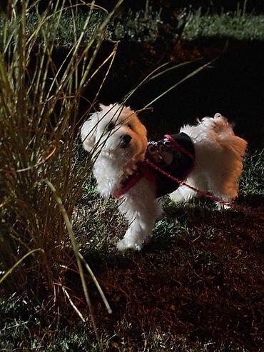 Oprema za kućne ljubimce: "Fito pansion – Briga o vašem psu dok ste Vi odsutni Pansion za pse — 6