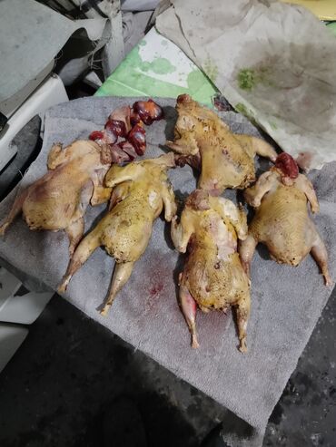 сколько стоит 1 кг домашних пельменей: Мясо кеклика. Деликатес, диетическое мясо. Цена 1000 с за штуку