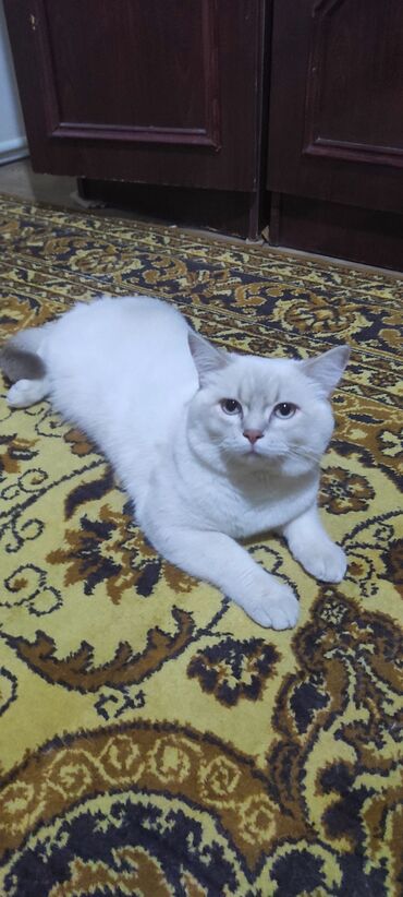 сколько стоит британский кот: Britan lalafo.az -da сколько стоит британский кот: Britan