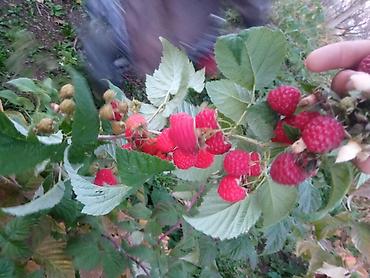 Малина: Малина ремонтантная (сорт — 3