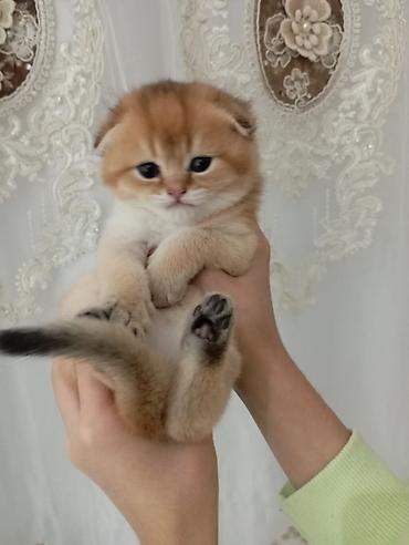 Pişiklər: Şotland — 4