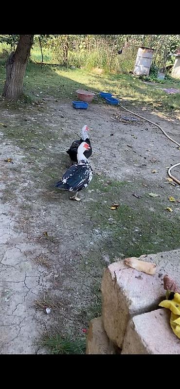 kənd cucələri: Muscovy ördəkləri (indoutka) – ərkey 2 ədəd - Rəng: qara-ağ qarışıq — 3