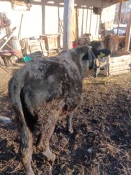 Коровы, быки: Продаю | Бык (самец) | На откорм | Привязанные — 4