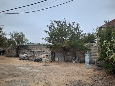 Ağaclar: Məhsul: Nar ağacı, Alma, Tut, Feyxua, Zeytun, Əncir, Zoğal, Qoz, Üzüm -da lalafo.az — 5 Ağaclar: Məhsul: Nar ağacı, Alma, Tut, Feyxua, Zeytun, Əncir, Zoğal, Qoz, Üzüm — 5