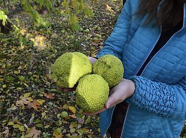 манго сухофрукт: Плоды маклюры (адамово яблоко) есть 15-20 кг - Свежесобранные зелёные — 1