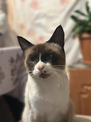 кошка регдолл: Сиамская, 2 года, Мальчик — 2
