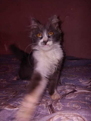 Pişiklər: Meyn-kun, Erkək, Yaxşı əllərə, Ünvandan götürmə — 11