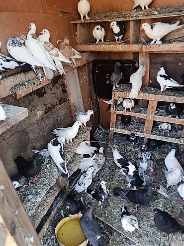 it bazari hardadi: Satlr içdə ucsdu Qusarda var 0708017784 baxa bilmrm — 1