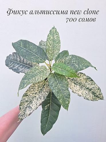 саженцы инжир: 🪴 Фикусы разных сортов в продаже. 🌿 Названия сортов и цены указаны на — 5
