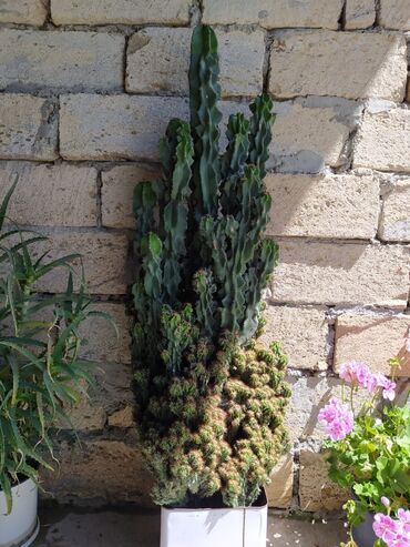 tikanli bitkiler: Salam.kaktus 10 yaşında boyu 1.10 sm tam sağlam vəziyyətdədir . 60