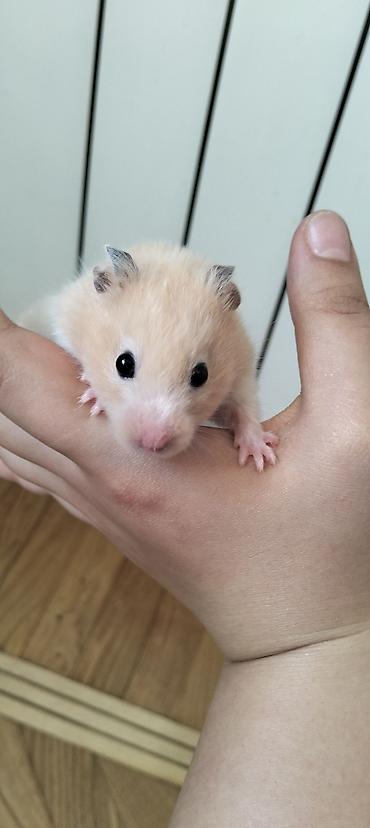 gəlincik heyvan: 4 BALA,BİR BÖYÜK DİŞİ HAMSTER VƏ QƏFƏS SATILIR🐹 4 balanın 2 si — 5