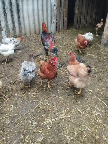 Xoruzlar: Aseel tipli uzunayaqlı cücərti/ceylək xoruz - Uzun və güclü sarı — 32