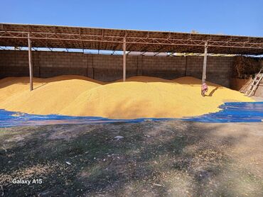 продажа коров: Кукуруза зерно сорт пионер влажность 13процент эколологиялык таза