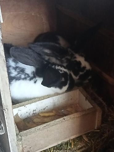 Кролики: Продаю | Крольчата | Для разведения — 2