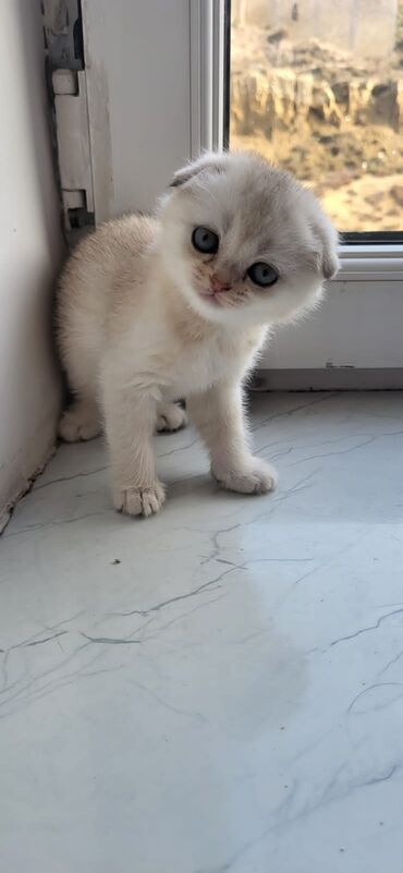 Pişiklər: Britaniya və Scottish və digər növlərin bala pişikləri var. Qiymətləri — 23