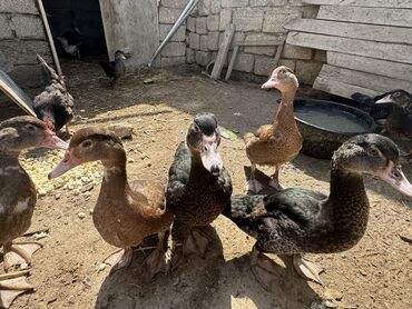 Cücələr: Erkək, Damazlıq, Ünvandan götürmə