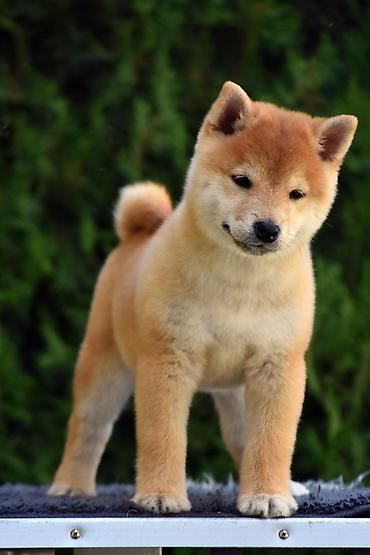 Psi: NEW "MINMIGORA' S" litter "Minmigora' s" Shiba Inu kennel present new — 5