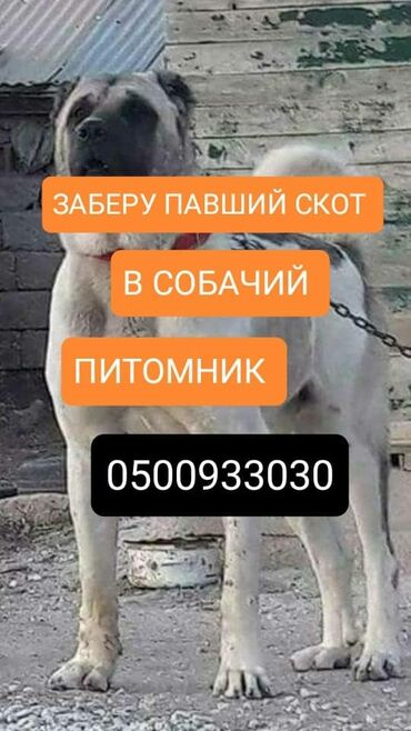 продажа сабак: Куплю | Коровы, быки, Лошади, кони | Самовывоз, Круглосуточно, Любое состояние