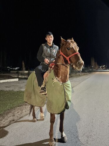 Лошади, кони: Продаю | Конь (самец) | Конный спорт — 5